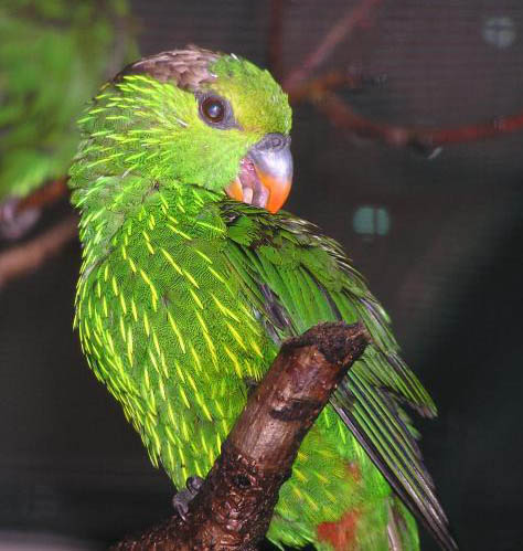 Charmosyna multistriata